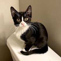 Thumbnail photo of Chloe (bonded with Cora) #3