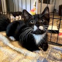 Thumbnail photo of Cora (bonded with Chloe) #2