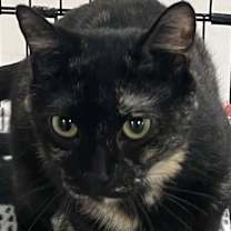 Thumbnail photo of W2 QUEENIE #1