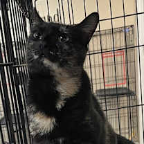 Thumbnail photo of W2 QUEENIE #4