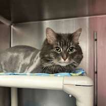 Thumbnail photo of Nala-ON HOLD #1