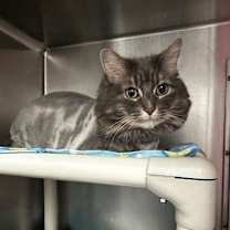 Thumbnail photo of Nala-ON HOLD #2