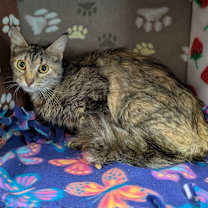 Thumbnail photo of Nanami #2