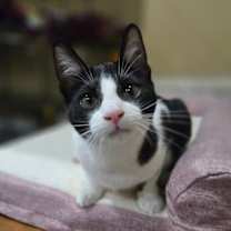 Thumbnail photo of MERCUTIO - Shakespeare kittens #1