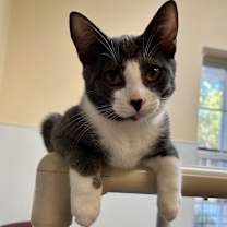 Thumbnail photo of Pikachu #1