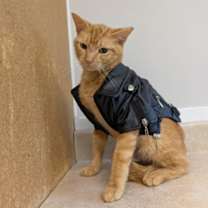 Thumbnail photo of Ozzy #2