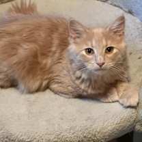 Thumbnail photo of Oopsy Daisy #1