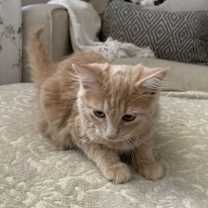 Thumbnail photo of Oopsy Daisy #2