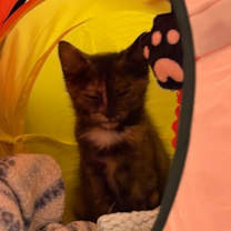 Thumbnail photo of Nutella #3