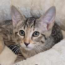 Thumbnail photo of Nancy Drew #2