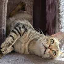 Thumbnail photo of Mezcal #1