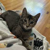 Thumbnail photo of Mushroom #1