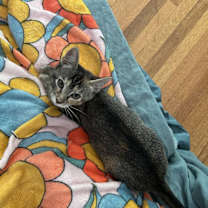 Thumbnail photo of Mushroom #2