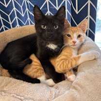 Thumbnail photo of Odin and Opal bonded pair #1