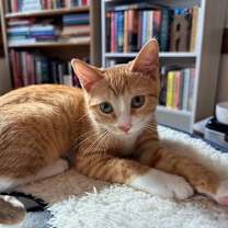 Thumbnail photo of Odin and Opal bonded pair #2