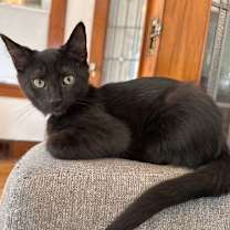 Thumbnail photo of Odin and Opal bonded pair #3