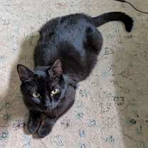 Thumbnail photo of Serena #4