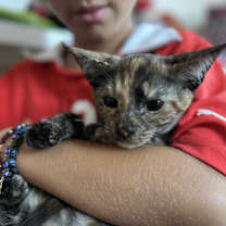 Thumbnail photo of Miss Tortie #1