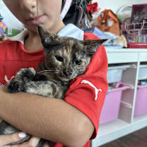 Thumbnail photo of Miss Tortie #2