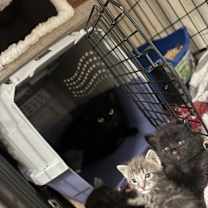 Thumbnail photo of BabyRaven (The NoMDAndrea Litt #3