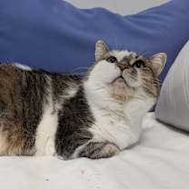 Thumbnail photo of Mamacita #2