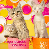 Thumbnail photo of Gianni Versace #1