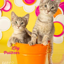 Thumbnail photo of Lilly Pulitzer #1