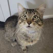 Thumbnail photo of Prince Albert #2