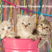 Thumbnail photo of Vera Wang #2