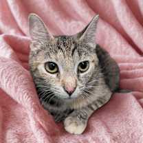 Thumbnail photo of Lady Liberty #2