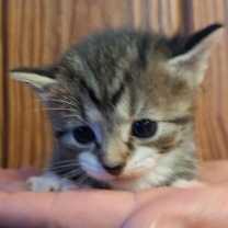 adopt-pet