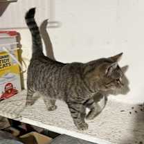 Thumbnail photo of Valentino (Val) #3