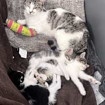 Thumbnail photo of Clementine #2