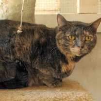 Thumbnail photo of Patches #2