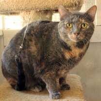 Thumbnail photo of Patches #3