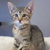 Thumbnail photo of Frankie (LE) #2