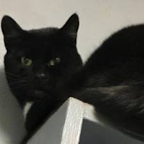 Thumbnail photo of Velvet #2