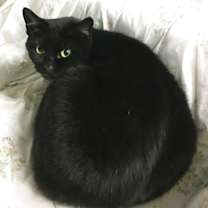 Thumbnail photo of Velvet #4