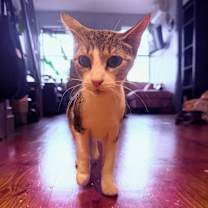 Thumbnail photo of Sunny *$100 Adoption Fee* #3