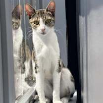 Thumbnail photo of Sunny *$100 Adoption Fee* #1