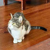 Thumbnail photo of Sunny *$100 Adoption Fee* #4