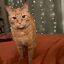 Thumbnail photo of Tiger Lily #2