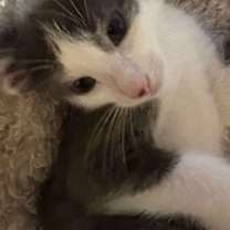 Thumbnail photo of Nimbus #2