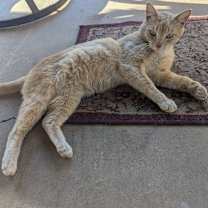 Thumbnail photo of Tom CollinsSmith #3