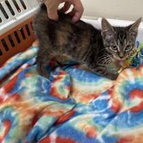 Thumbnail photo of Crystal #2