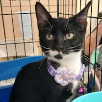 Thumbnail photo of Sinclair #1