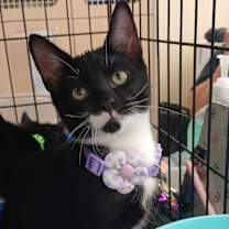 Thumbnail photo of Sinclair #2