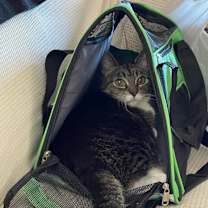 Thumbnail photo of Daffie #4