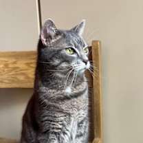 Thumbnail photo of Feena #2