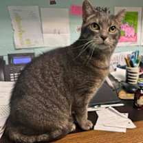 Thumbnail photo of Feena #3